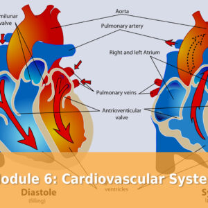 Module 6 Cardiovascular System