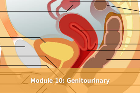 Module 10 Genitourinary