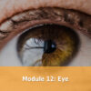 Module 12 Eye